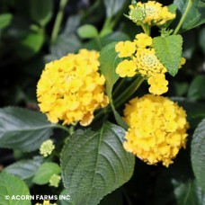 LANTANA LANDMARK YELLOW