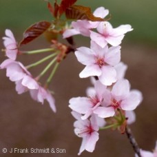 PRUNUS SARGENTII