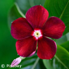 VINCA RED