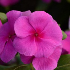 VINCA VALIANT LILAC