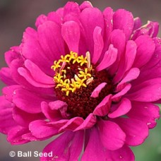 ZINNIA ROSE