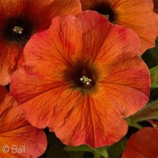 PETCHOA SUPERCAL CINNAMON