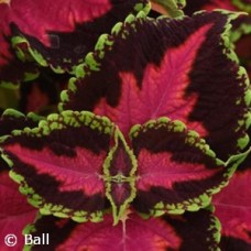 COLEUS HEARTBREAKER