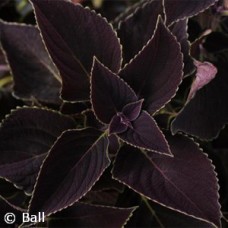 COLEUS VINO
