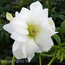 HELLEBORUS WEDDING BELLS