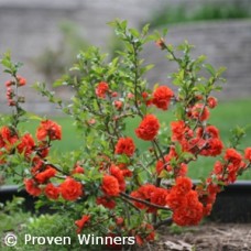 CHAENOMELES SPE ORANGE STORM
