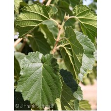 CORYLUS COLURNA