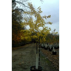 PRUNUS LA CRESCENT