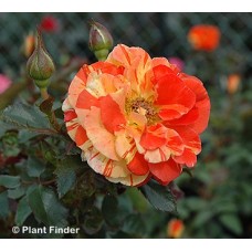ROSA ORANGES N LEMONS SHR