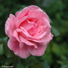 ROSA QUEEN ELIZABETH GR