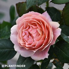 ROSA STATE OF GRACE GR
