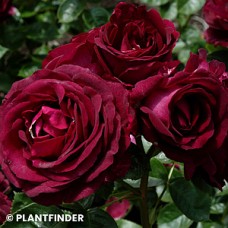 ROSA TWILIGHT ZONE GR