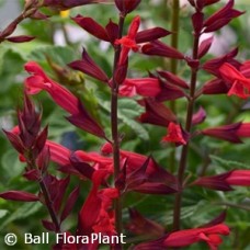 SALVIA ROMAN RED