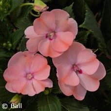 SUNPATIENS BLUSH PINK