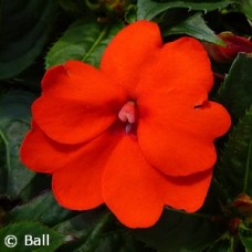 SUNPATIENS ELECTRIC ORANGE