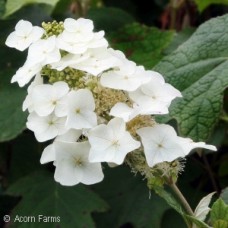 HYDRANGEA QUE ALICE