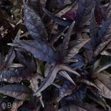 IPOMOEA BLACK