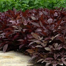 IPOMOEA RED