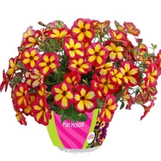 PETUNIA FUN HOUSE ASST