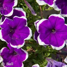 PETUNIA HL DARK VIOLET PICOTEE