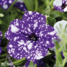 PETUNIA HL NIGHT SKY