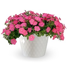 PETUNIA SANGUNA CORAL