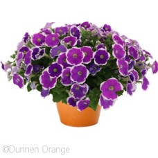 PETUNIA SURPRISE AMETHYST HALO