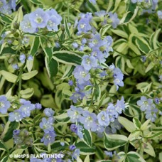 POLEMONIUM STAIRWAY TO HEAVEN