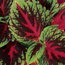COLEUS KONG RED