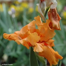 IRIS GER FIREBREATHER