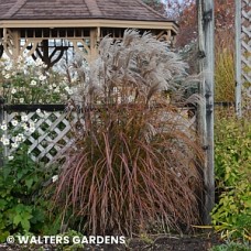 MISCANTHUS SIN OKTOBERFEST