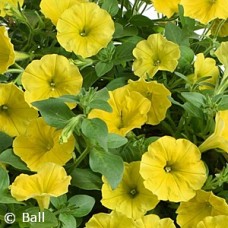 PETUNIA CAPELLA HELLO YEL