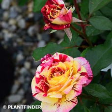 ROSA GEORGE BURNS FL