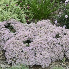 SEDUM PURE JOY