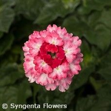 VERBENA LANAI TWISTER HOT LIPS