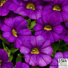 CALIBRACHOA BLUE