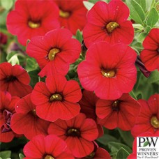 CALIBRACHOA RED