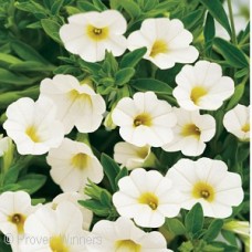 CALIBRACHOA WHITE