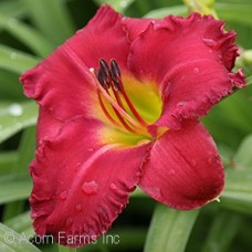 HEMEROCALLIS PARDON ME
