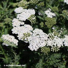 ACHILLEA NEW VINTAGE WHITE