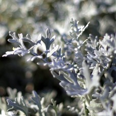 ARTEMISIA GENERIC