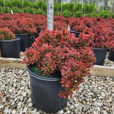 BERBERIS THU GOLDEN RUBY