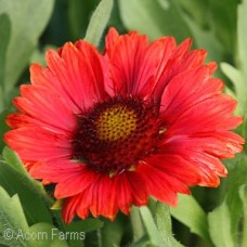 GAILLARDIA MESA RED