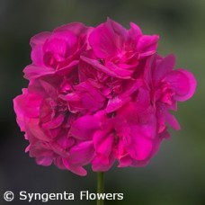 GERANIUM CALLIOPE VIOLET