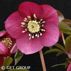 HELLEBORUS RUBY WINE