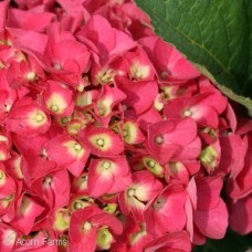 HYDRANGEA MAC CITYLINE PARIS