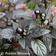 PEPPER BLACK PEARL