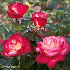 ROSA DICK CLARK GR