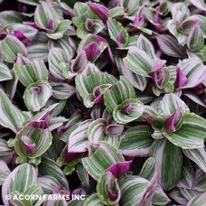 TRADESCANTIA NANOUK