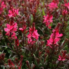 GAURA LIN GAUDI RED